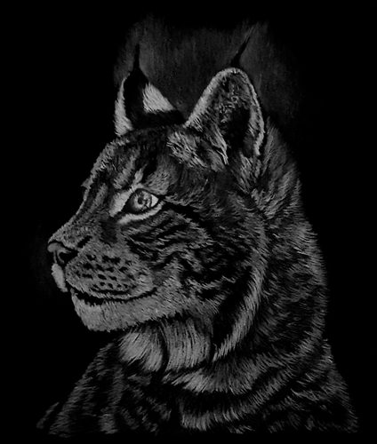 Lorna.  Lynx, polychromos white coloured pencil on black paper.